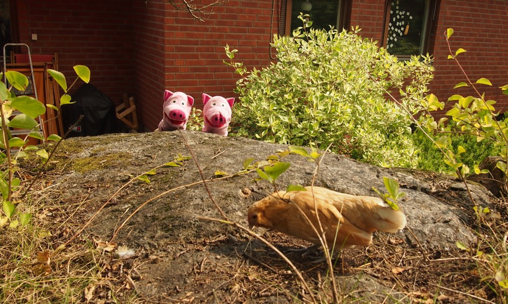 In Stockholm wohnen die Schweine mit Hühnern zusammen. 