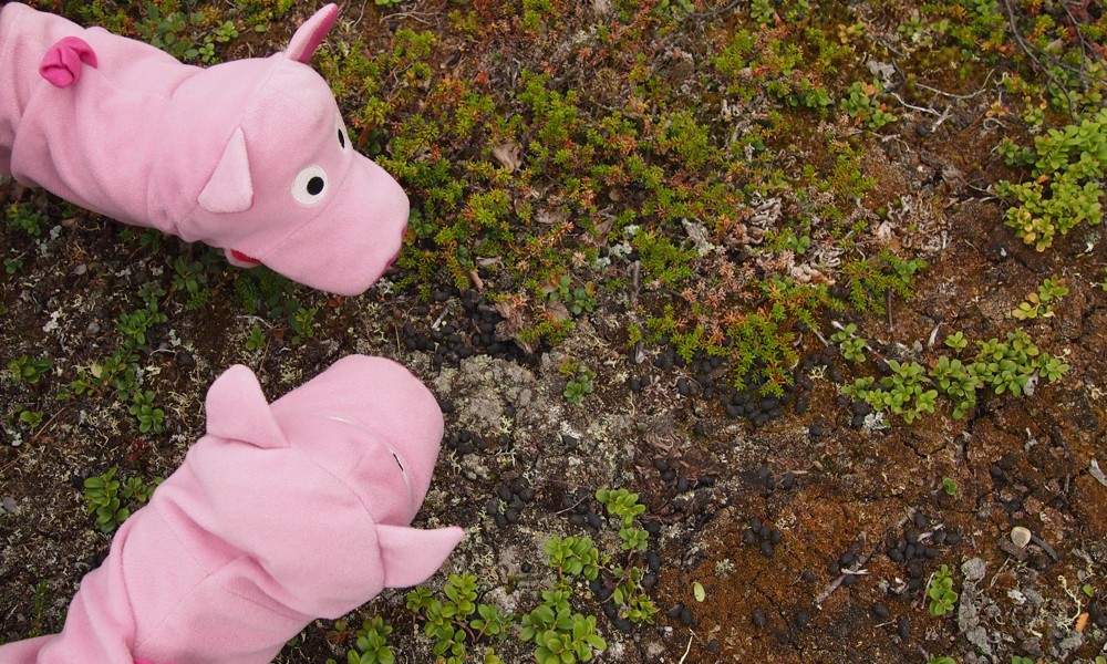 Die Schweine möchten wissen, wer die kleinen Köttel gemacht hat. Kleine Schweine vielleicht!