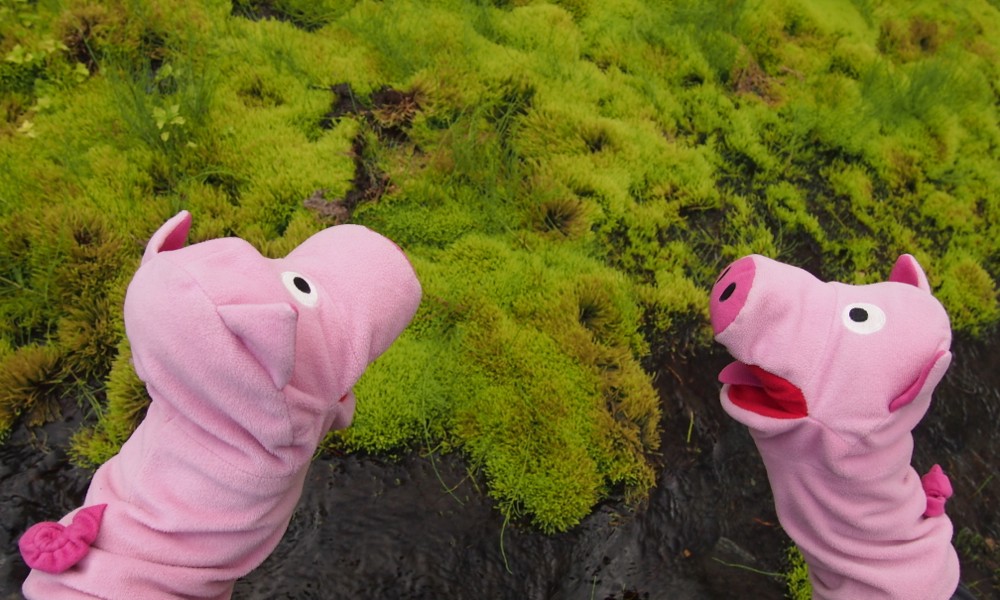 Und alles so schön grün hier!