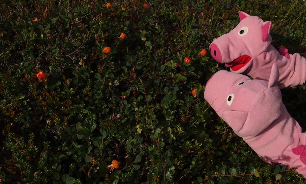 Und sie finden Hjortron! Mmmh, lecker!