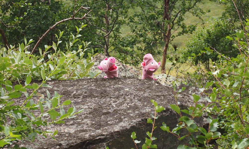 ... die Schweine freuen sich trotzdem!