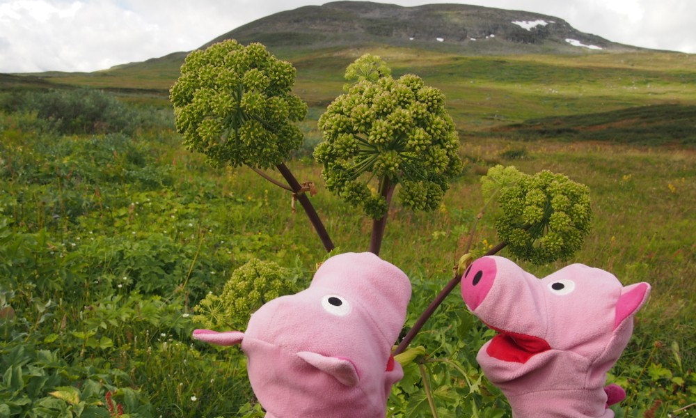 Hier gibt es nämlich eine läppische Spezialität, denn in Ermangelung von Kartoffeln ...