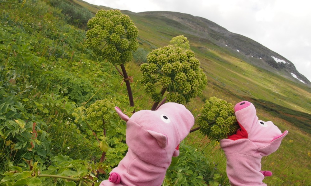 ... halten sich die Schweine an frische Kvanne! Lecker!