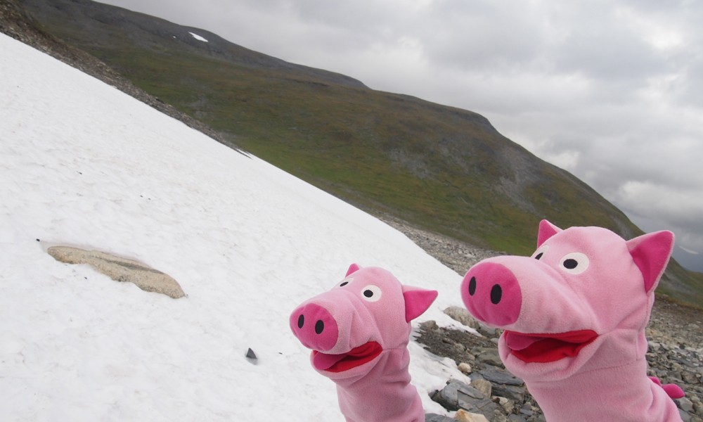 Die Schweine möchten gerne Schlitten fahren.