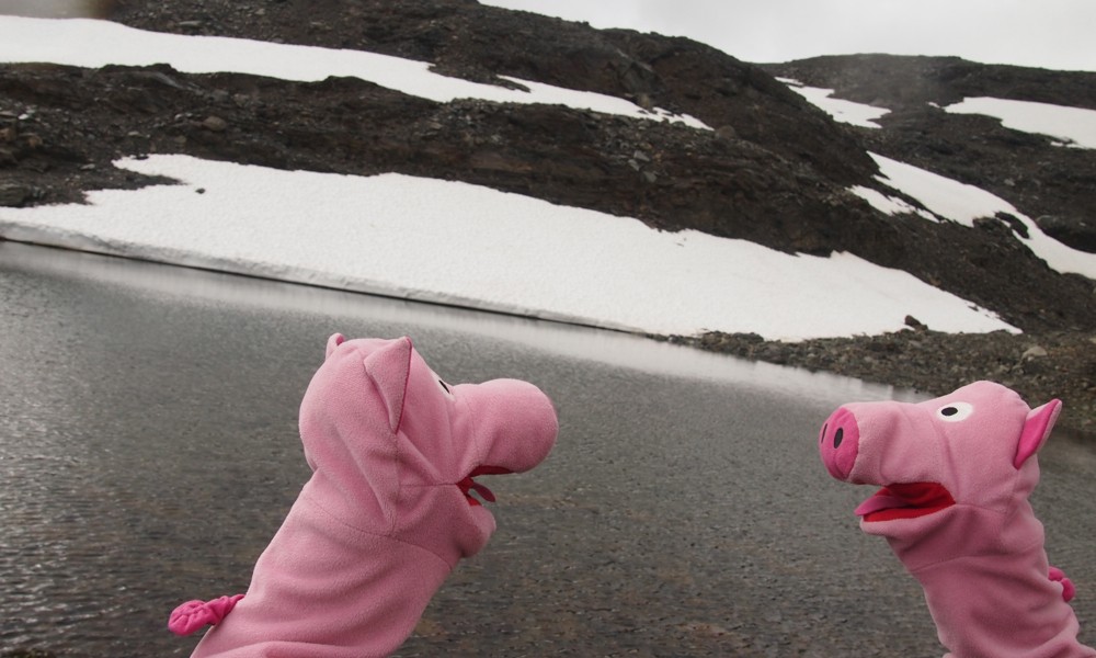Auf der Passhöhe denken sich die Schweine Rezepte aus, z.B. für Kvanneneis.