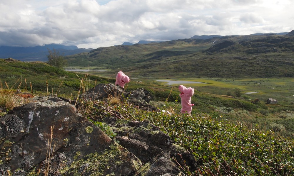 ...  und das hintere Schwein drängelt schon wieder.
