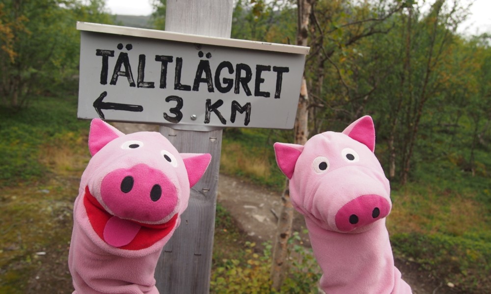 Das Tältlägret kennen die Schweine noch aus dem Winter.