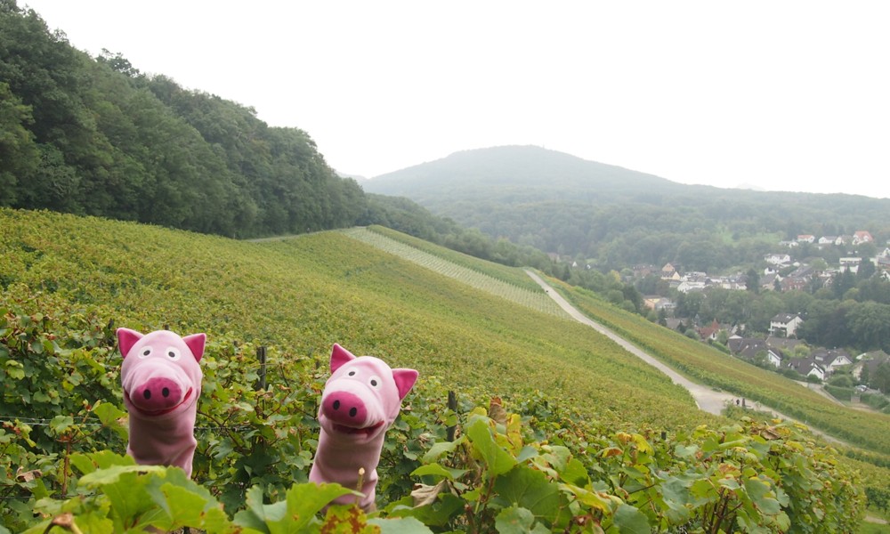 Weithin bekannt ist der Dollendorfer Kartoffelberg, auf dem mittlerweile allerdings Wein angebaut wird.