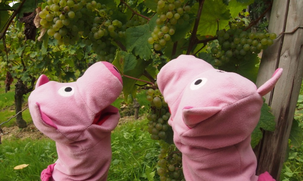 Die Reben verströmen ein angenehmes Kartoffelaroma.