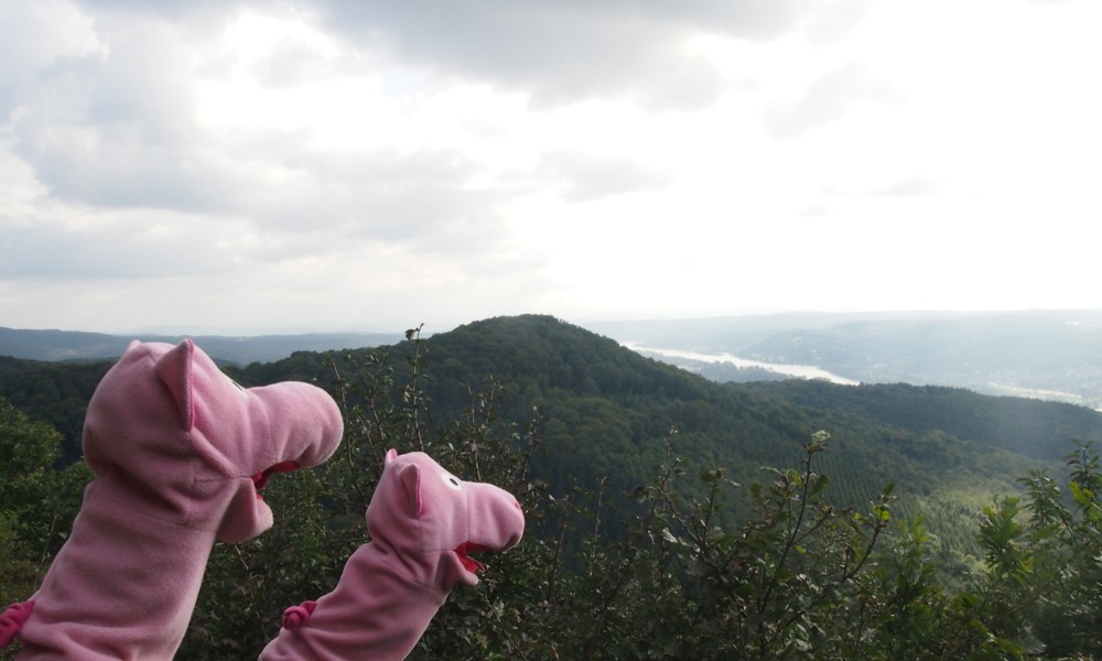 Die Schweine halten Ausschau nach dem Drachenfels, denn ...
