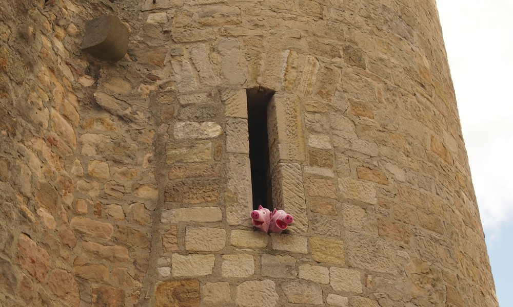 Die Schweine halten nach Kartoffelfeldern Ausschau.