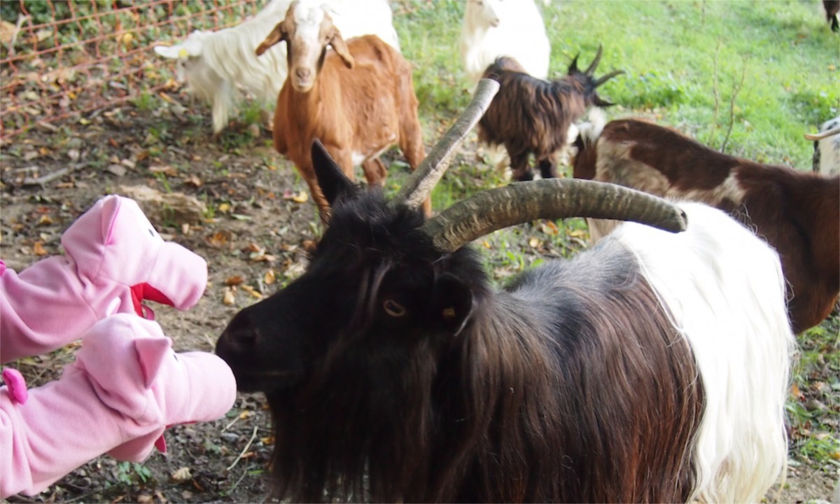 Fredi hat auch keine Kartoffelfelder. Der interessiert sich nur für Gras. 