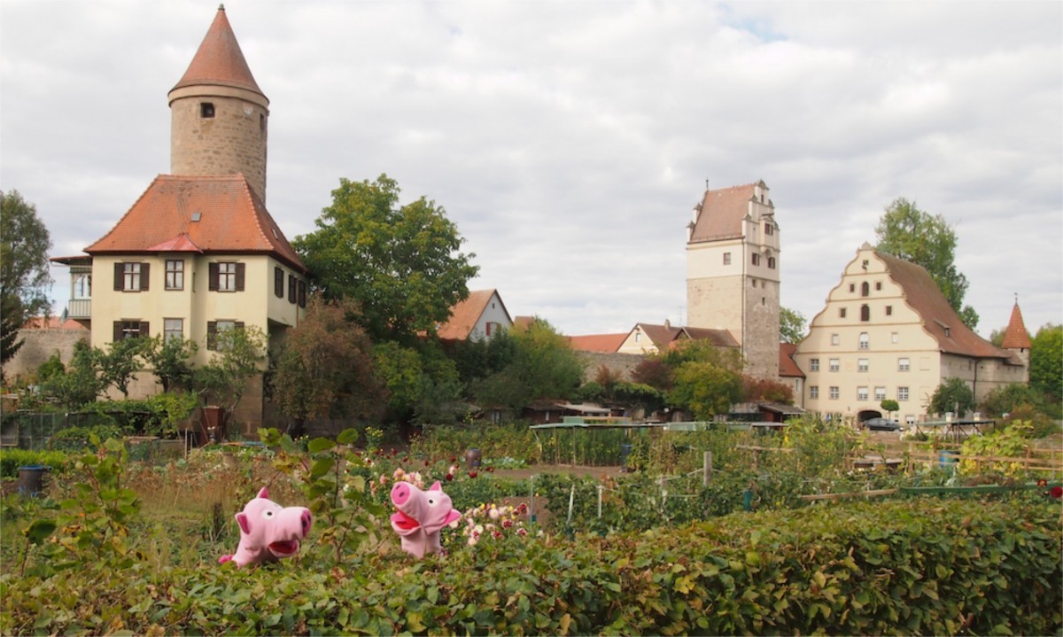 Die Vorgärten Dinkelsbühls werden von Wildschweinen beackert. 