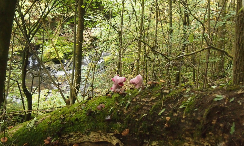 ... und anschließend überlegt, ob diese tatsächlich zu Kartoffeln gereicht werden sollten.