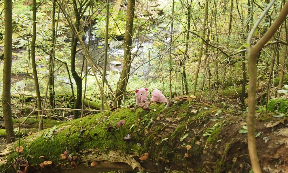 Im Wald werden Pilze analysiert....