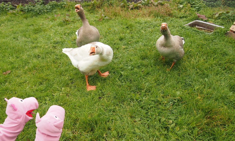 Die Schweine möchten wissen, wo Hein wohnt. Das ist ein entfernter Schwipp-Cousin 4. Grades. 