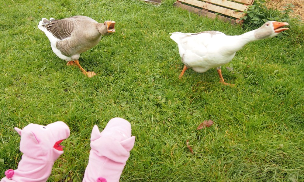 Die Gänse geben nur unverständliche Unverschämtheiten von sich. 