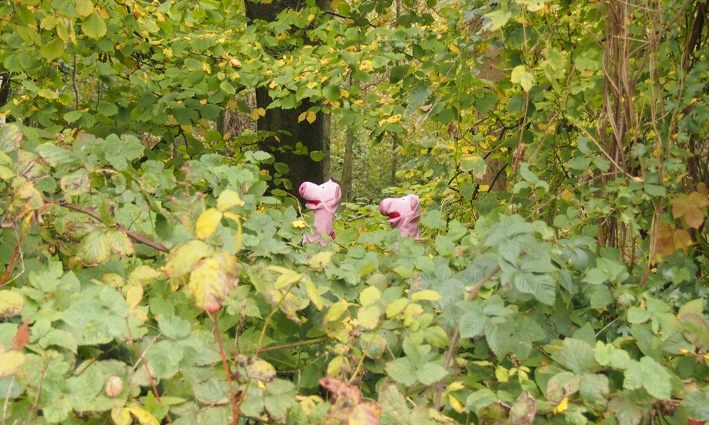 Im Brombeerdickicht haben die Schweine den richtigen Weg leider verloren ...