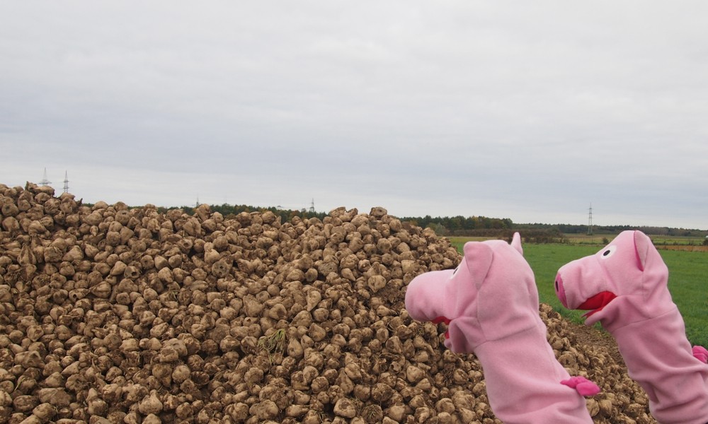 ... wundern sich dann aber doch über den großen Haufen dicker Kartoffeln ungewöhnlicher Form.