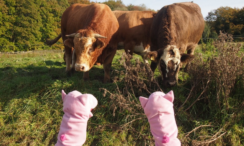 "Huhu!" Die Schweine sind heute sehr kontaktfreudig.
