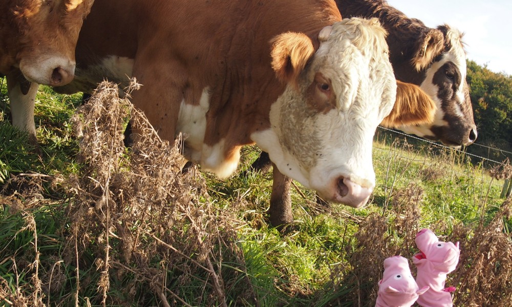 Die hatten sie nämlich vergessen einzukaufen, und heute Abend soll es Kartoffelpü geben.