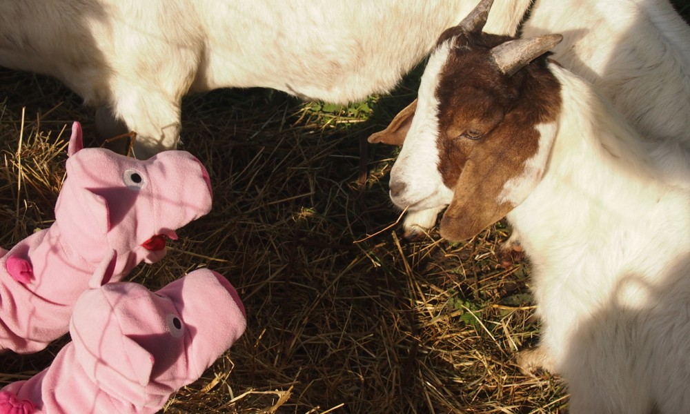 ... und erfahren, dass Resi auch 'ne Kölsche ist, die kommt aus dem Agnesviertel.