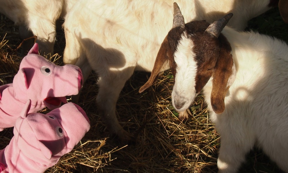 Die Schweine berichten von ihrem Treffen mit den Kühen...