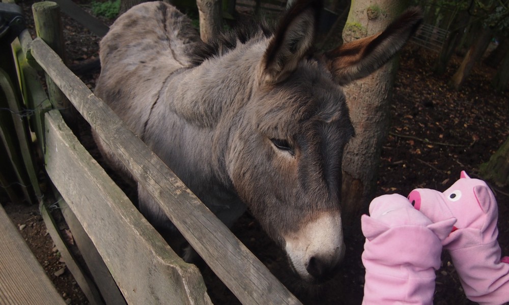 Schließlich treffen die Schweine noch Egon aus Mülheim.