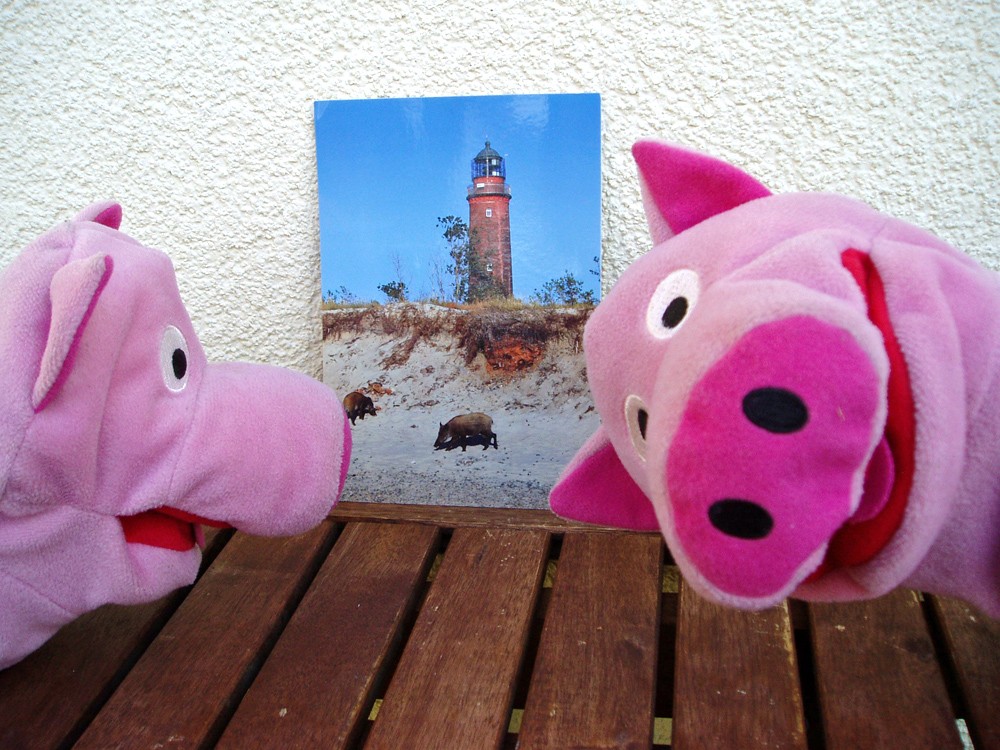 Wie schön, Schweine überall!