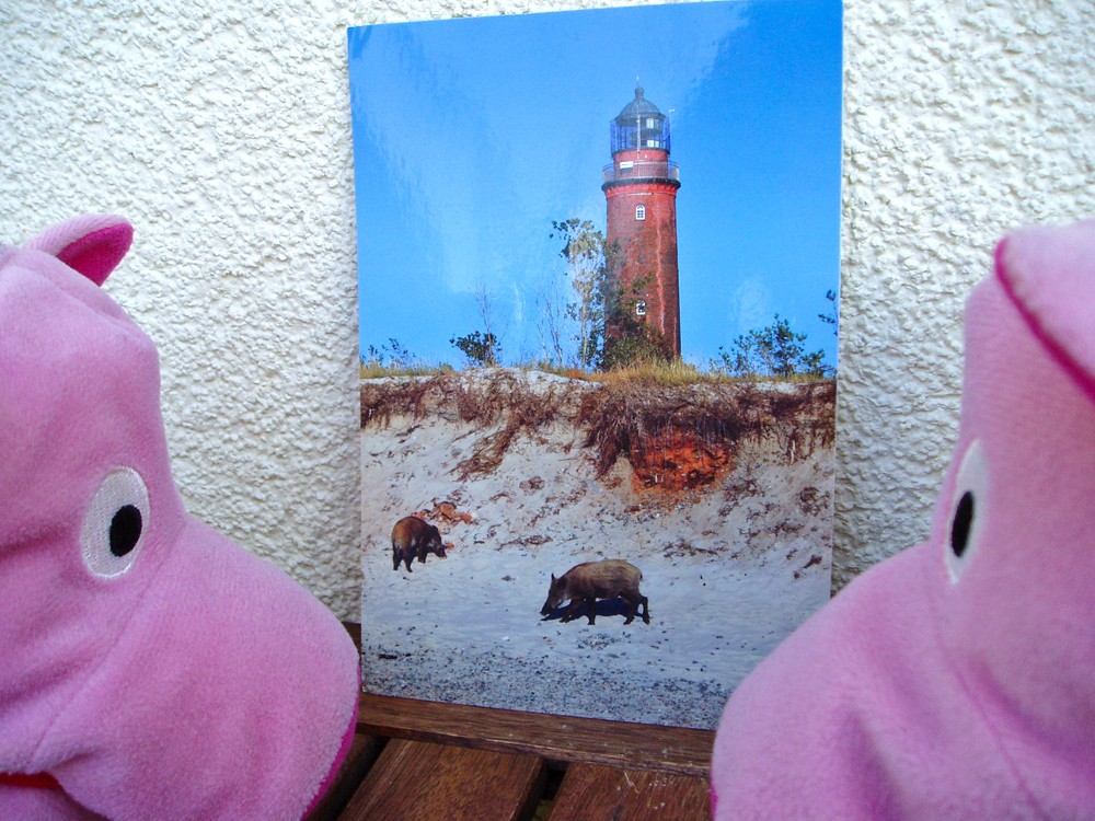 Oh, da sind ja Schweine am Strand!