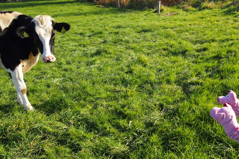 Die Kuh kommt aus Hannover. Dort war sie mit einem bekannten Zuchtbullen liiert.
