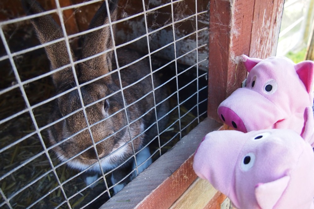 Die Schweine fragen den Hasen, warum er im Gefängnis sitzt.