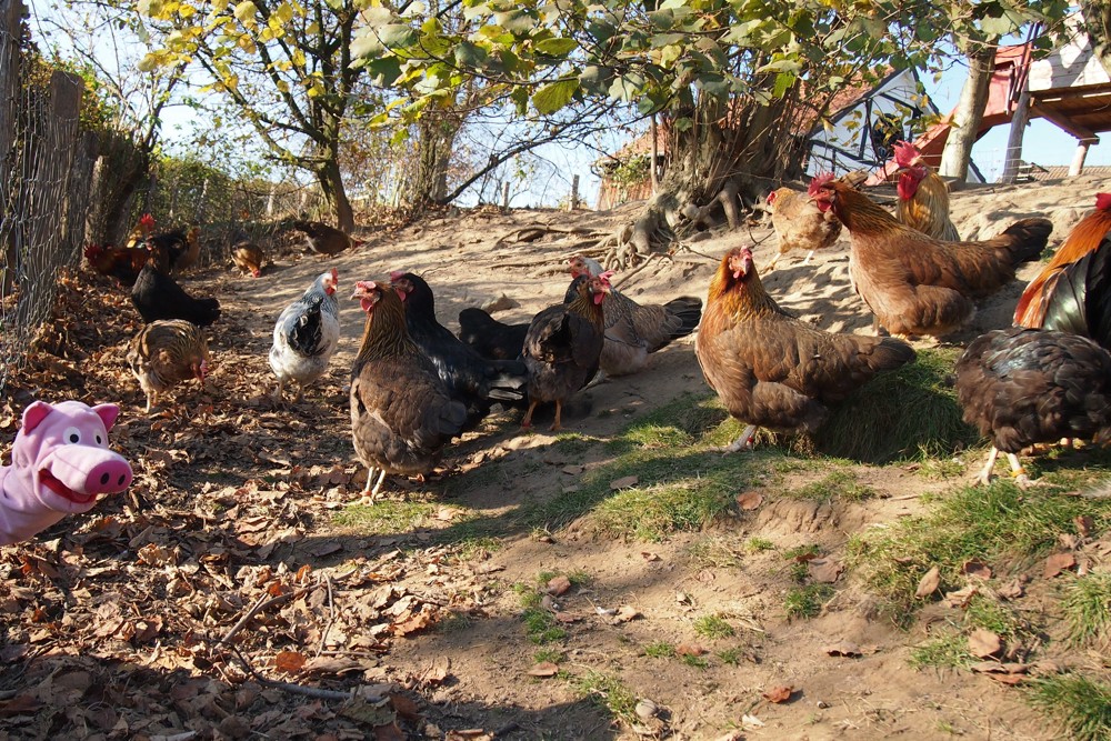 Die Schweine fragen nach. Doch die Hühner wissen von nichts.