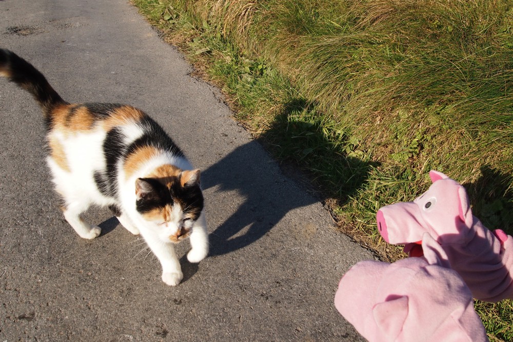 Ein Dorfbewohner fragt, wo die Schweine herkommen.