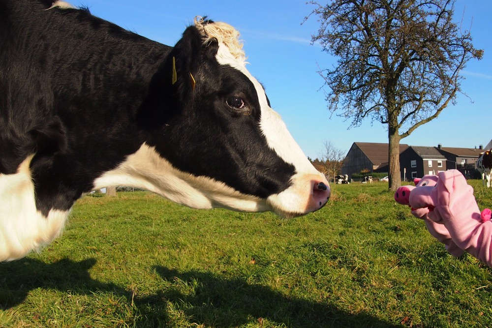 Kurz darauf fragen die Schweine eine Kuh, wie spät es ist.