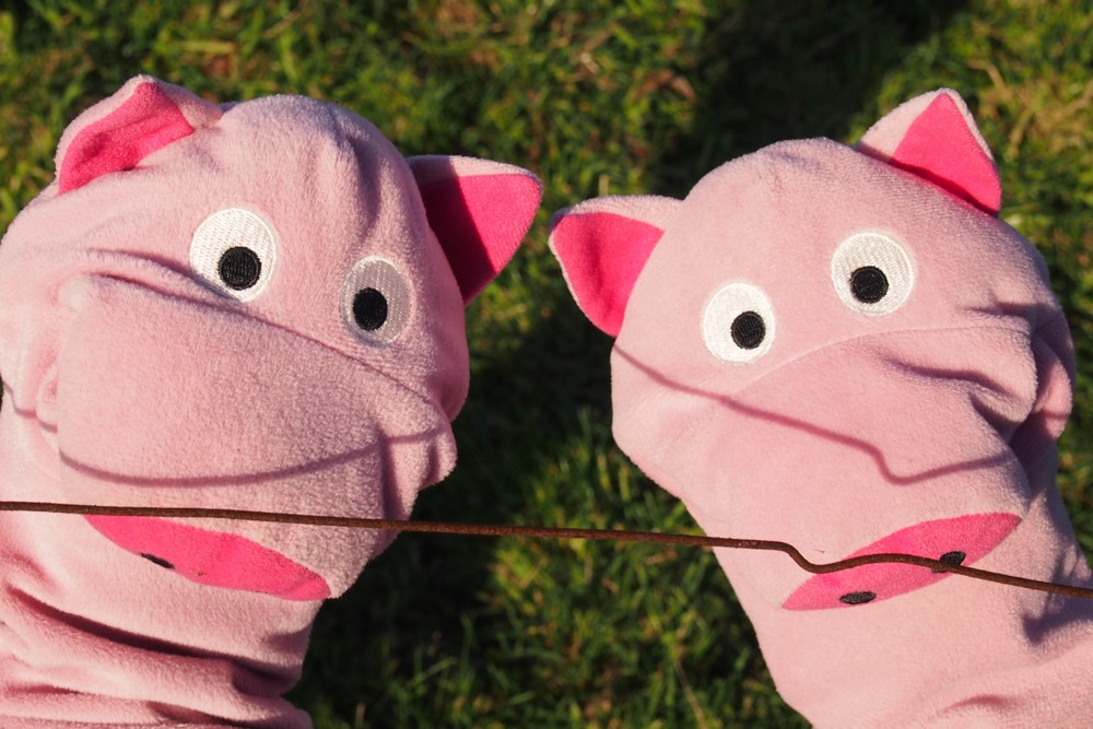 Ein Elektrozaun! Die Schweine haben sich erschreckt.