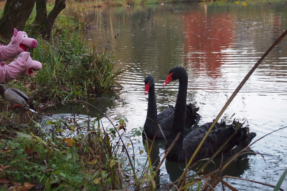 Die Schweine möchten gerne mal wissen, wer die Schwäne angemalt hat.