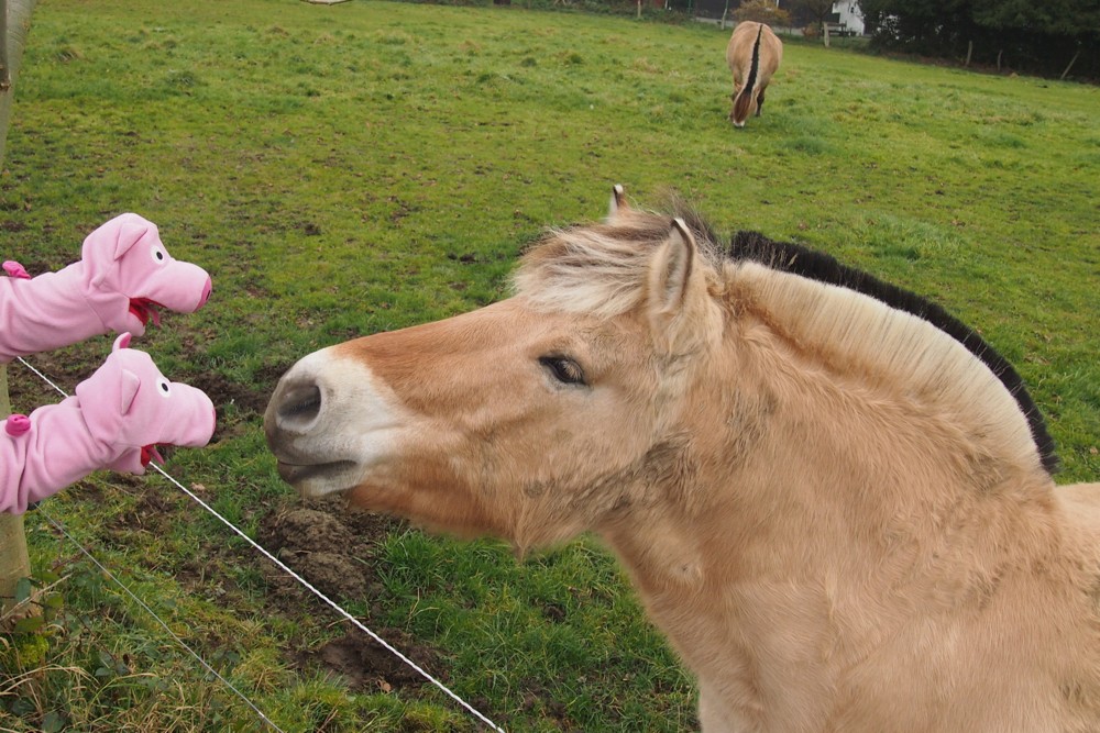 Die Schweine bemerken, dass sie noch was erleben möchten...