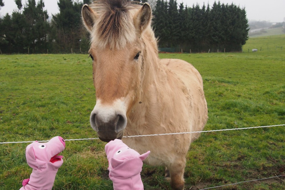 ... und werden zum Springreiten eingeladen.