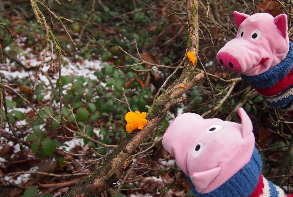 ... und die letzten Pilze. Probieren wollen sie aber nicht.