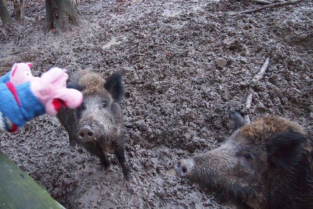 Helle Aufregung: Wildschweine!