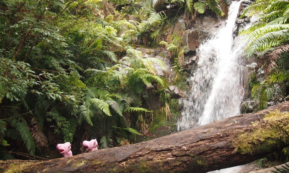 Die Schweine passieren bei einer Wanderung die berühmten Nightingale Falls.