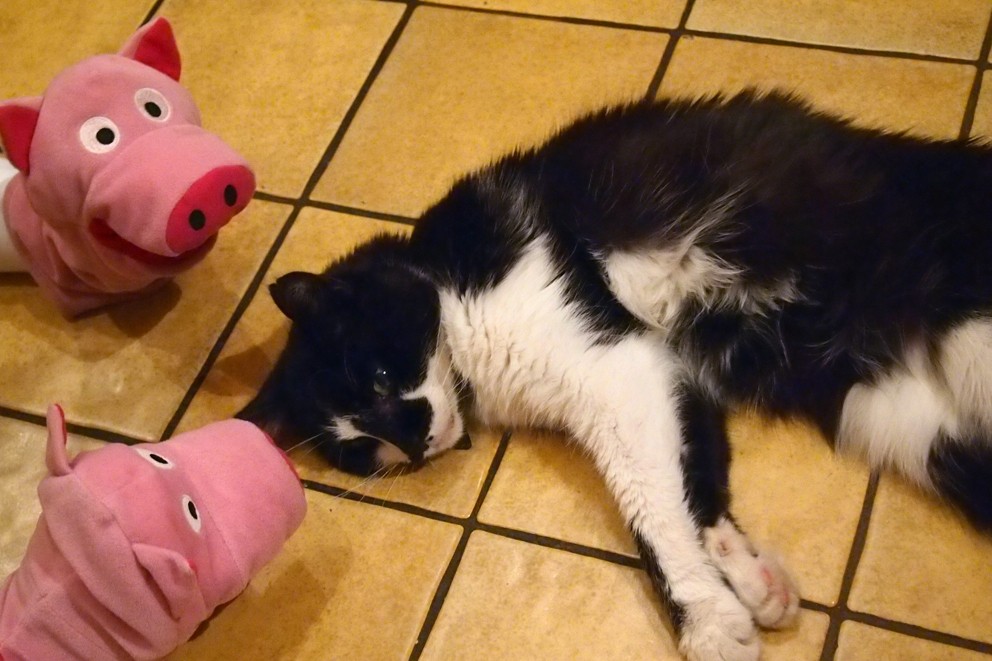 Die Schweine begrüßen die Katze.