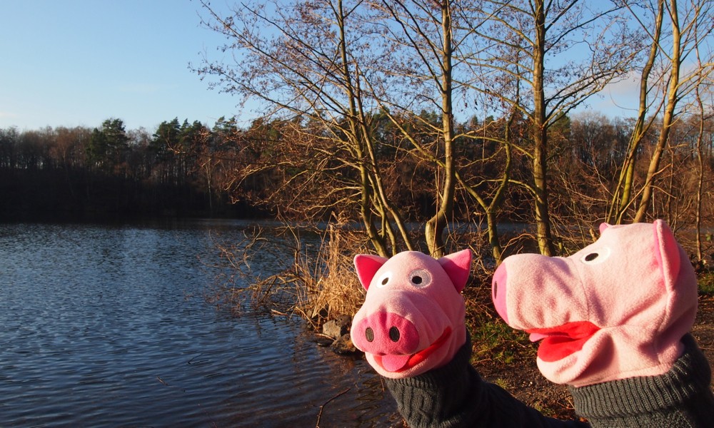 Am Berggeistsee sonnen sich die Schweine, haben den Berggeist aber nicht angetroffen.