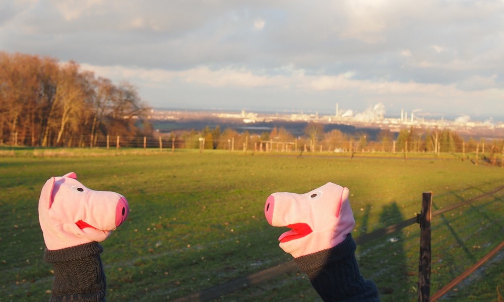 Ein Schwein hat alle guten Vorsätze vergessen und verlangt frische Kartoffeln.