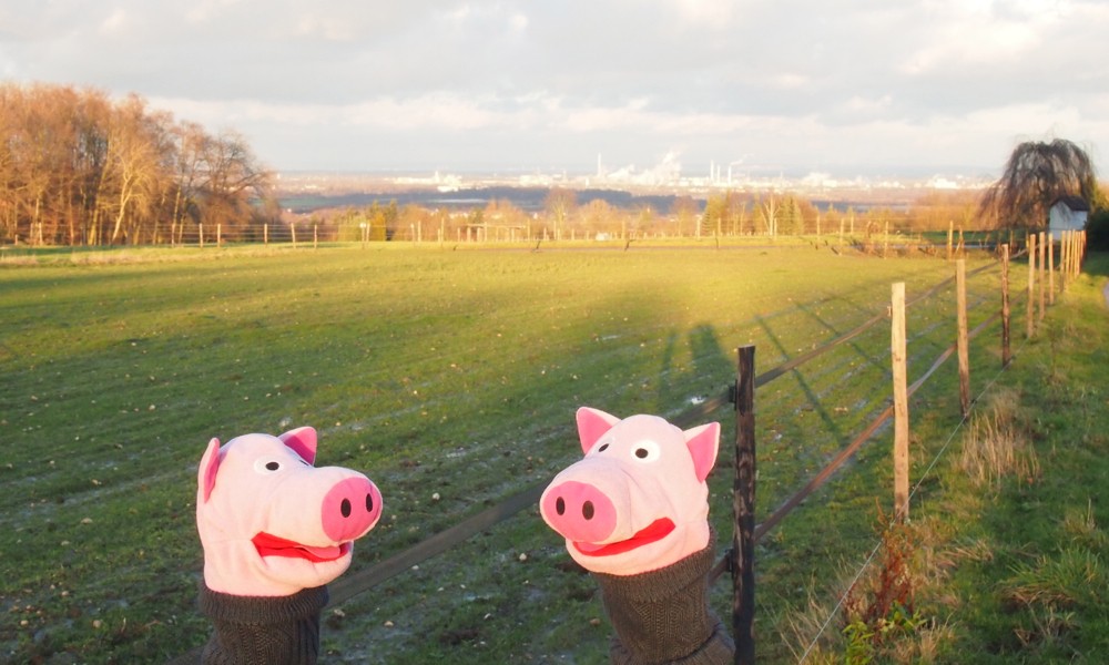 Die Schweine freien sich über die Aussicht nach Wesseling und ihre neuen Pullover. Die gab es zu Weihnachten.