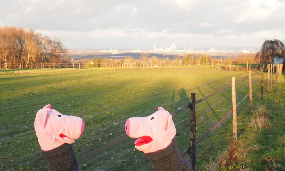 Kartoffelgratin zum Beispiel. Das andere Schwein ist entsetzt.