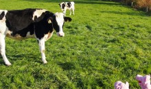 Die Schweine fragen, ob die Kuh aus Herrenstrunden kommt.