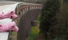 Die Eschbachtalsperre ist die älteste Trinkwassertalsperre Deutschlands. Die Schweine sind beeindruckt.