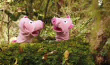 Die Schweine stellen fest, dass hier sehr viele Moose wachsen.